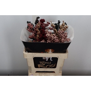 Ilex Wx Mix Copper Xl
