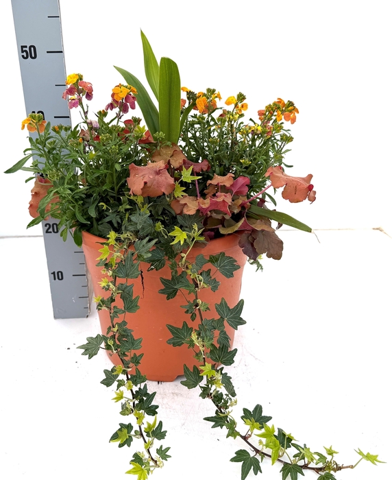 <h4>VASTE PL GEM IN POT</h4>