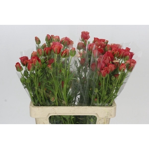 Ranunculus Moderna Allegria