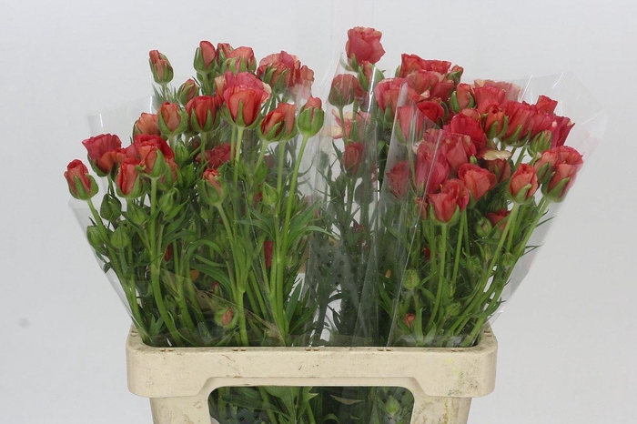 Ranunculus Moderna Allegria