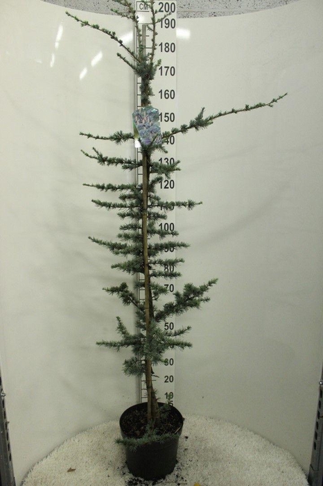 <h4>Cedrus libani 'Glauca' P29 140/160 potgekweekt</h4>