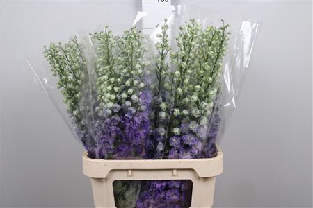 <h4>Delph Du Purple Heart</h4>