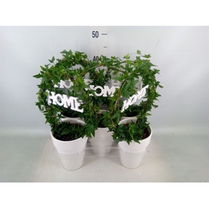 Hedera   ...green leafed