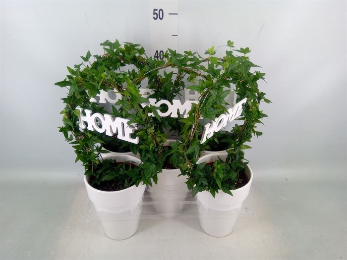 <h4>Hedera   ...green leafed</h4>