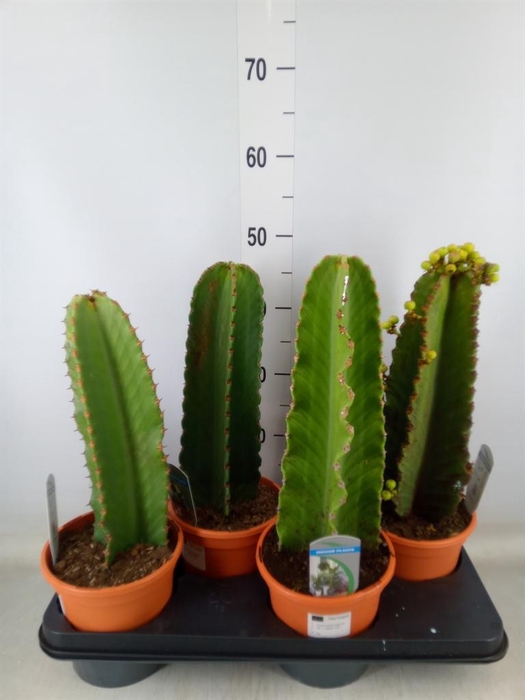<h4>Euphorbia ingens</h4>