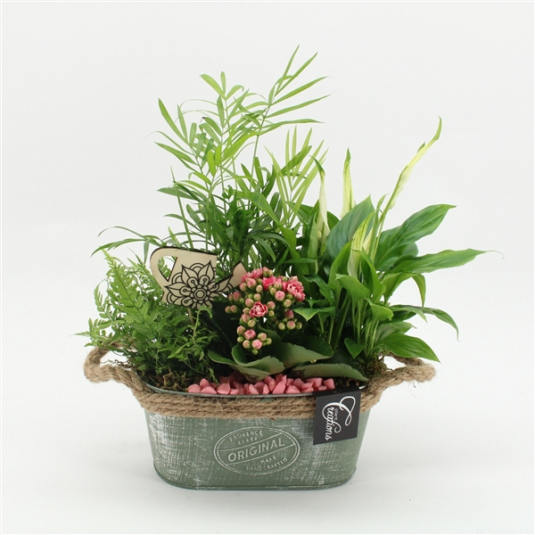<h4>ESCR-2518RZ Essentials</h4>