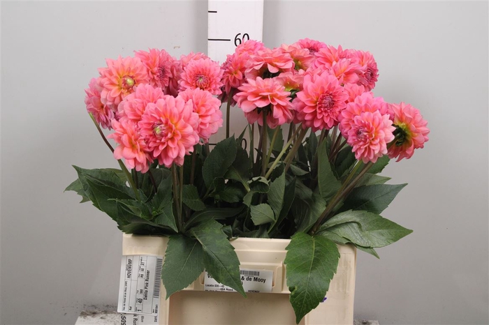 <h4>Dahl Pink Runner</h4>
