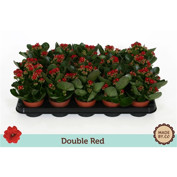 <h4>Kalanchoë Double Red - no sleeve</h4>