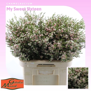 Chamelaucium My Sweet Sixteen