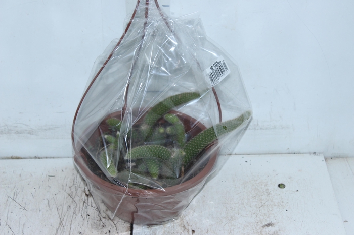 <h4>CACTUS RABO DE MACACO C21</h4>