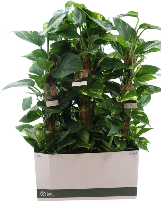 <h4>Epipr Aureum Mosstok</h4>