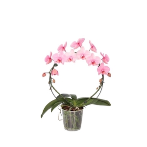 Phal I Am Circle Pink 2T18+ (24u levertijd)