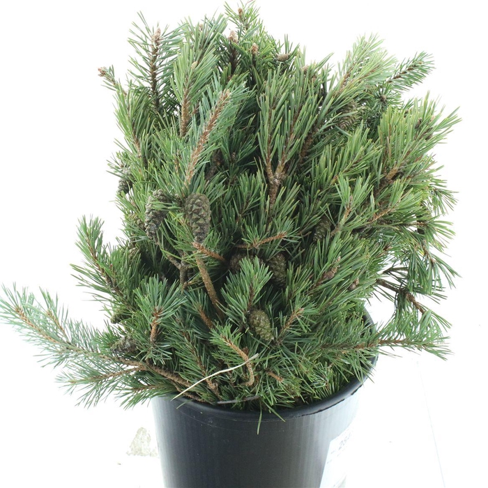 <h4>PINUS MUGO WITH NUTS</h4>