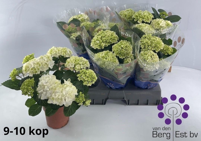 <h4>HYDR M HI WHITE SUN</h4>