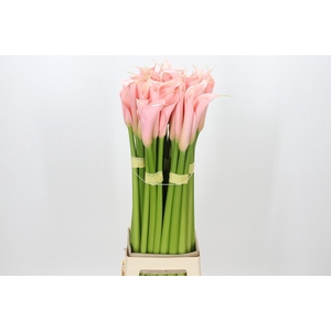 Zantedeschia Eydolls Salmon