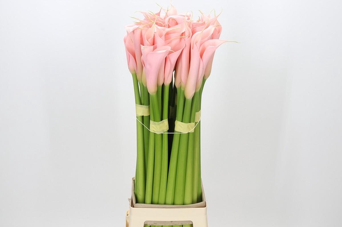 Zantedeschia Eydolls Salmon