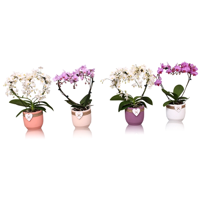 <h4>Phal. Multi vorm mix "Blossoming Heart" in keramiek BGC942</h4>