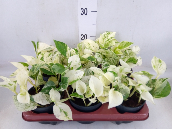 <h4>Epipremnum pinn. 'Happy Leaf'</h4>