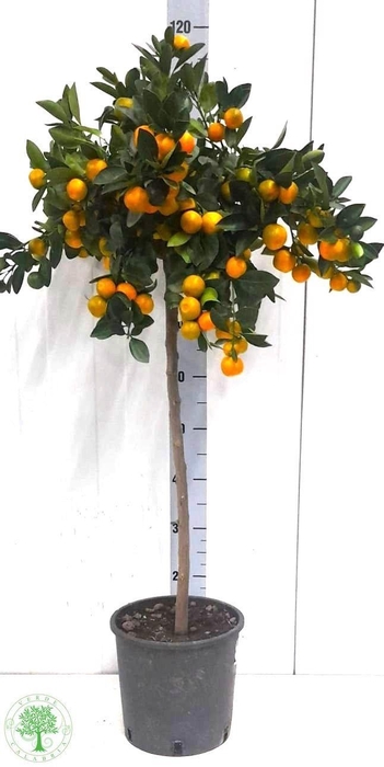 <h4>CITR MARGARITA</h4>