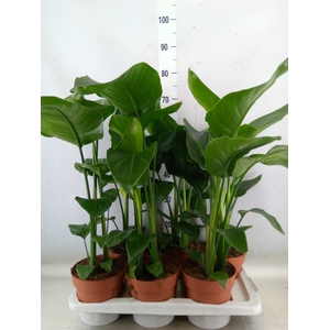 Strelitzia nicolai