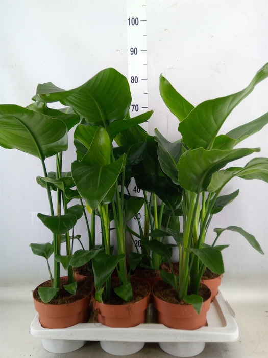 <h4>Strelitzia nicolai</h4>