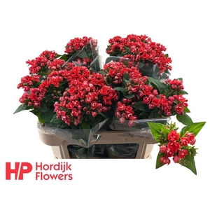 Bouv Du Diamond Coral