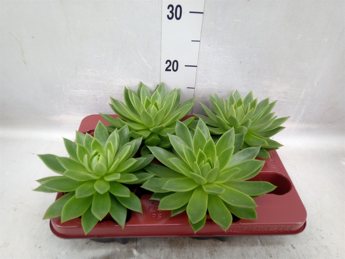 Echeveria agavoides