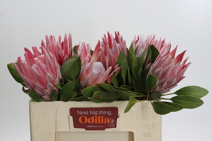 <h4>Protea Cynaroides</h4>