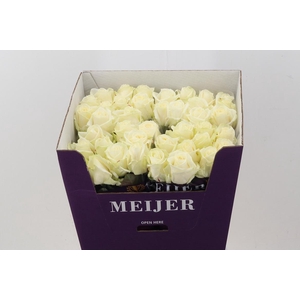 R Gr Avalanche+ 80cm