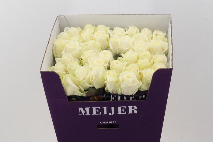 <h4>R Gr Avalanche+ 80cm</h4>