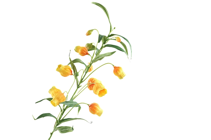 <h4>Sandersonia Yellow</h4>