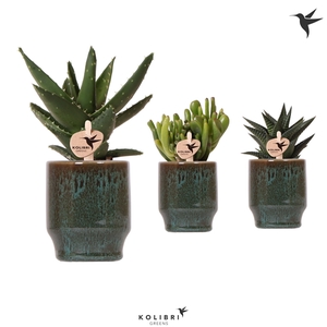 Kolibri Greens Succulenten in Classy green