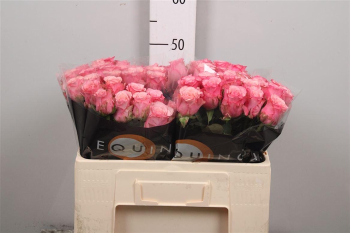 <h4>R Gr Ramonda</h4>