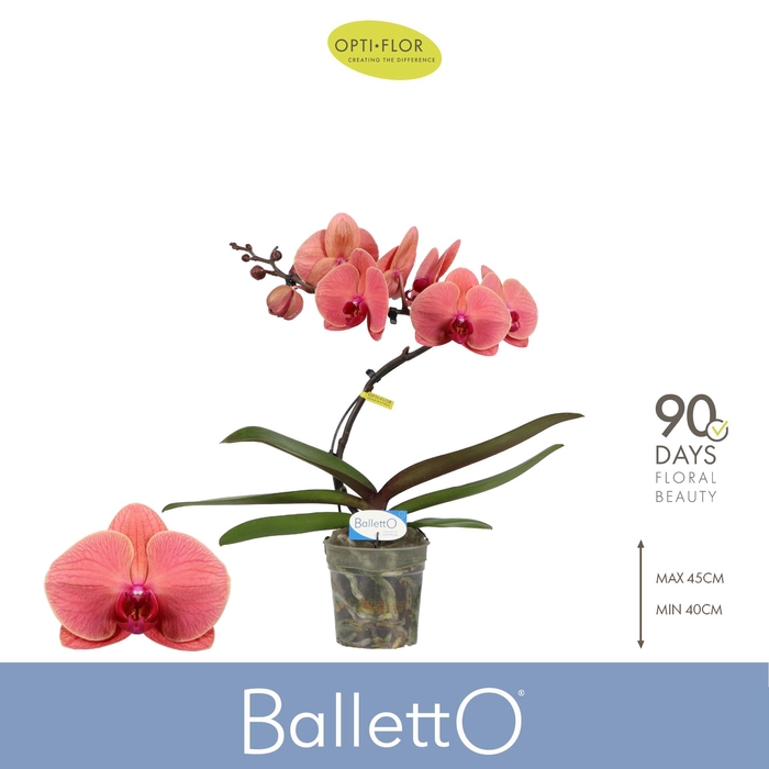 <h4>Balletto Swirl 1 spike</h4>