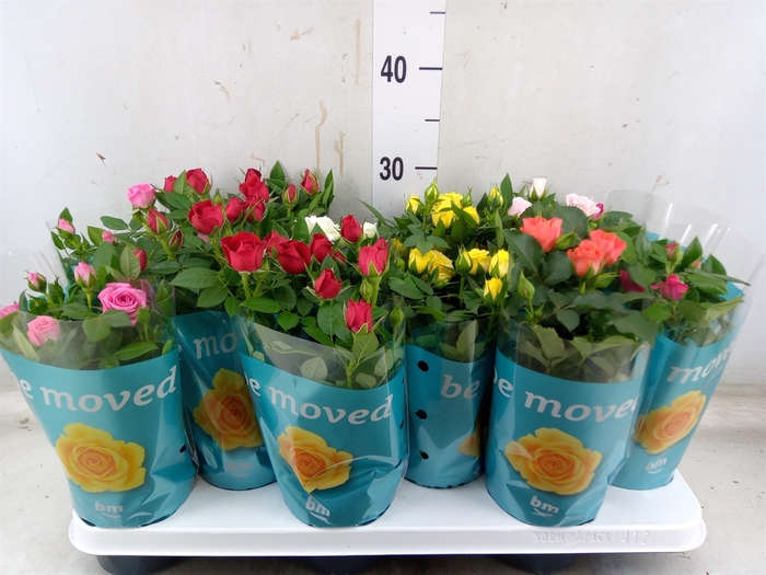<h4>Rosa  'Beau Monde'   ...mix 7</h4>