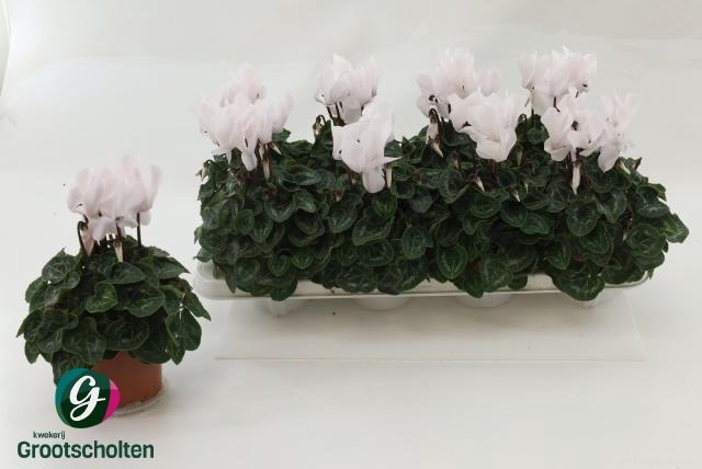 <h4>CYCL MD SUP MACRO</h4>