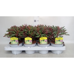 Euphorbia amygdaloides