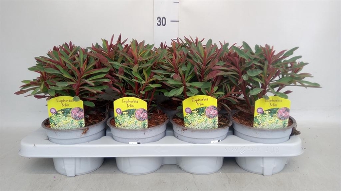 <h4>Euphorbia amygdaloides</h4>