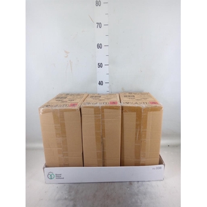 Decoratieve materialen   ...H%