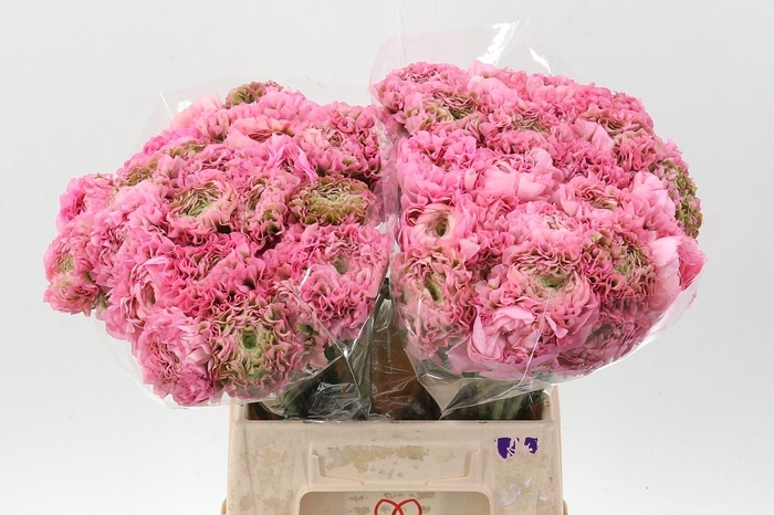 <h4>Ran Pon Pon Alice</h4>