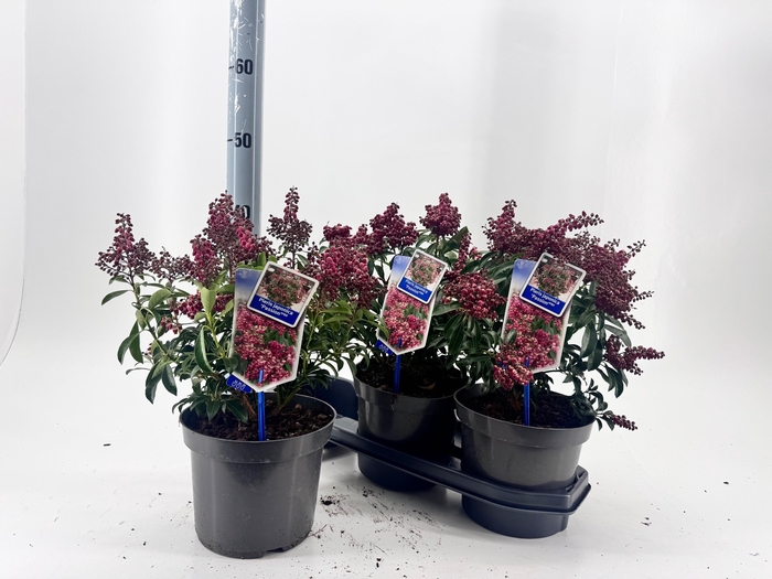 <h4>PIERIS PASSION</h4>