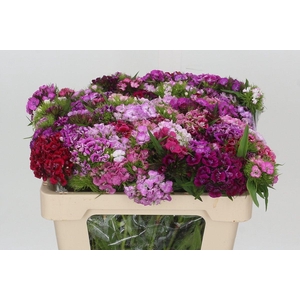 Dianthus Br Mix Rainbow