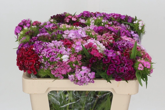 <h4>Dianthus Br Mix Rainbow</h4>