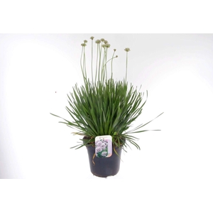 Allium senescens Summer Beauty