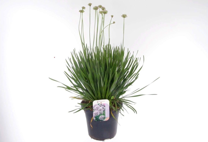 <h4>Allium senescens Summer Beauty</h4>