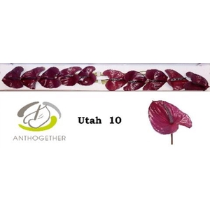 Anthurium andr. 'Utah'