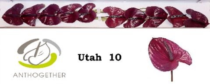 <h4>Anthurium andr. 'Utah'</h4>