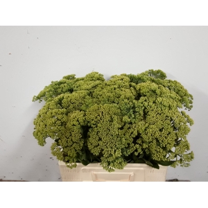SEDUM SPECTABILE