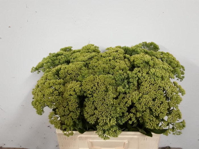 <h4>SEDUM SPECTABILE</h4>