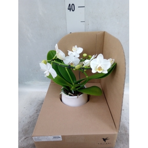 Phalaenopsis multi.   ...white